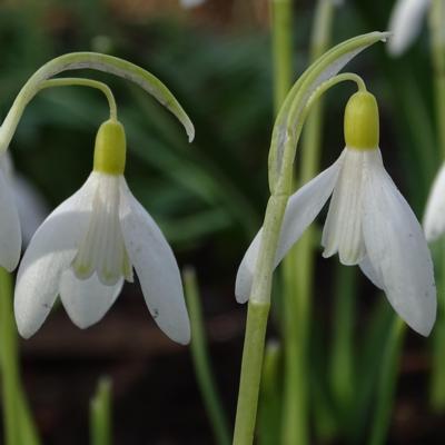 galanthus-nivalis-chtonic_400.jpeg