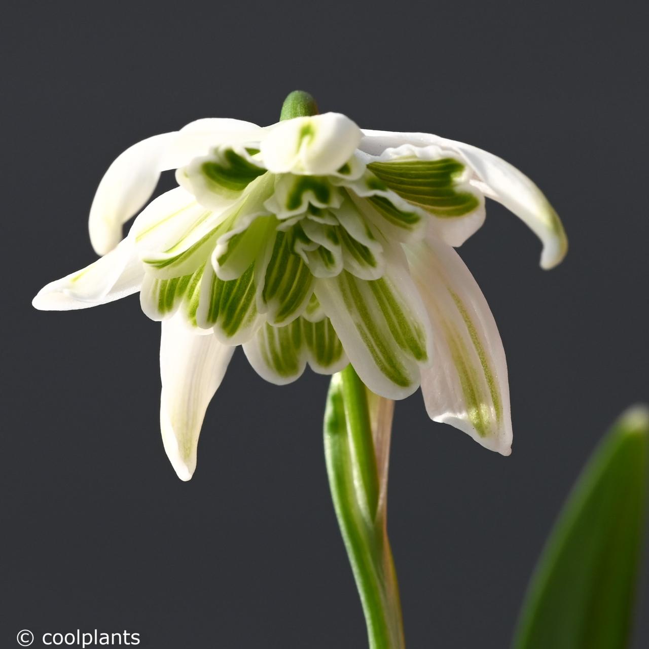 Galanthus nivalis 'Cockatoo' plant