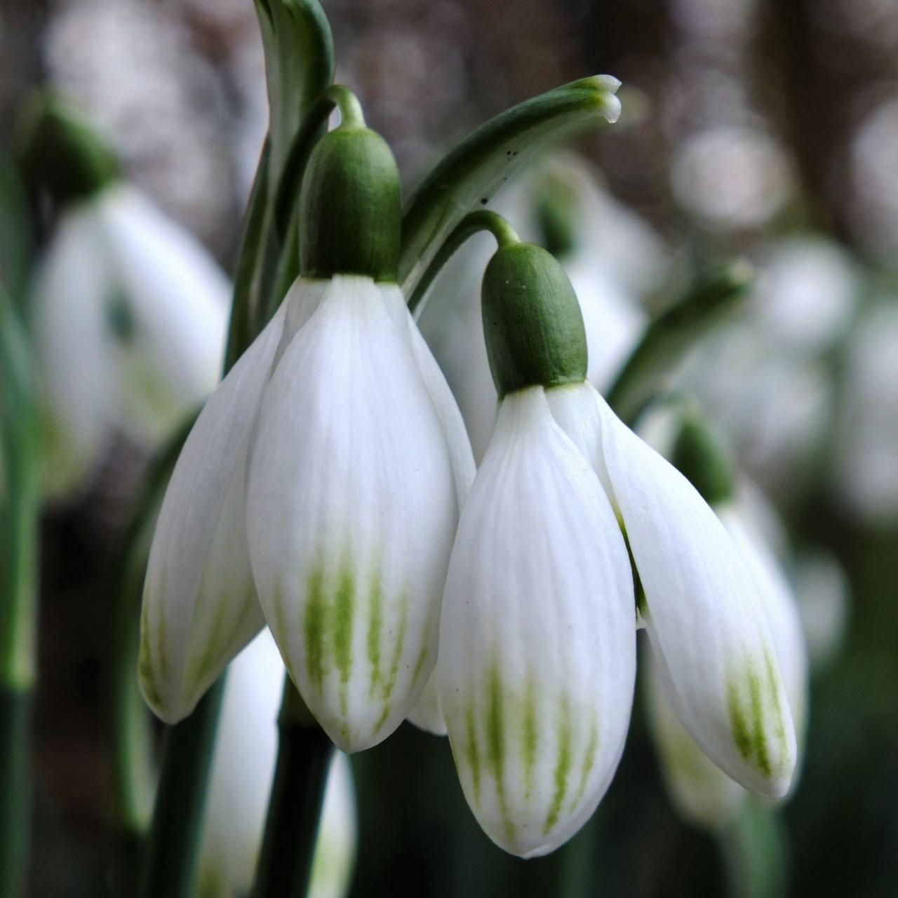 Galanthus nivalis 'Cornwood' plant