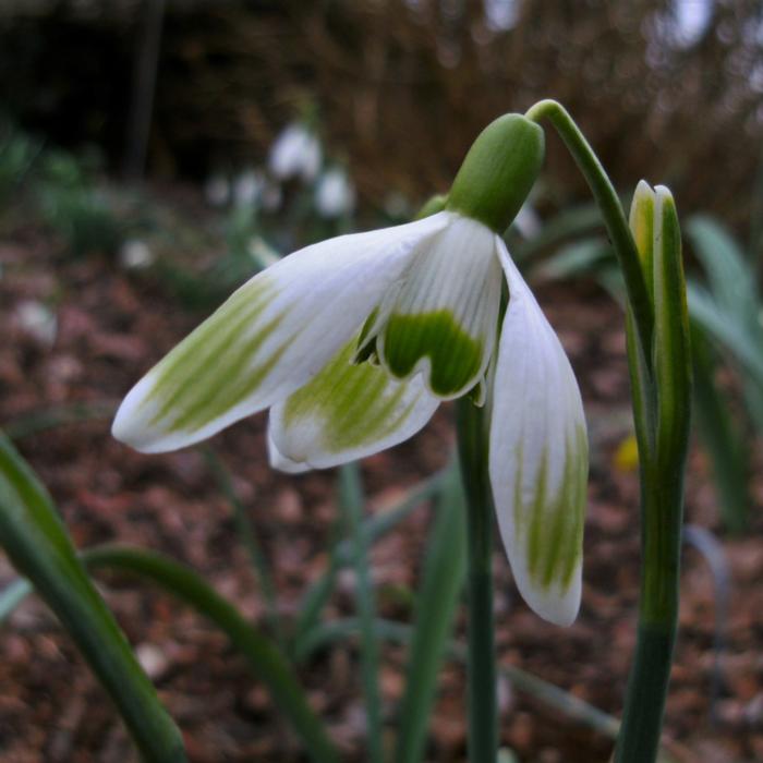 Galanthus nivalis  'Fiona Mackenzie' plant