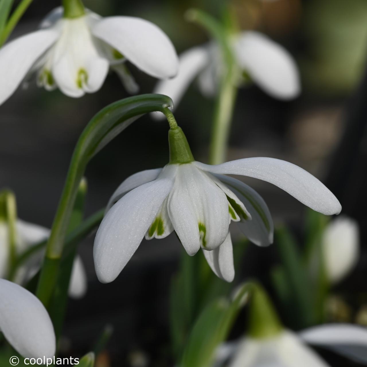 Galanthus nivalis 'Flore Pleno' plant