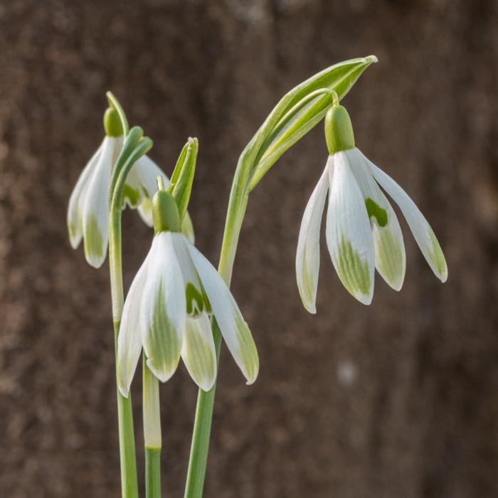 Galanthus nivalis 'Four Play' plant