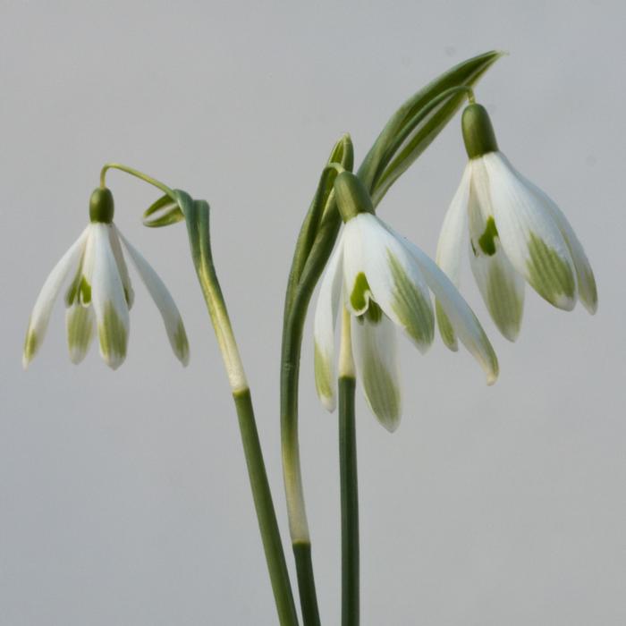 Galanthus nivalis 'Four Play' plant