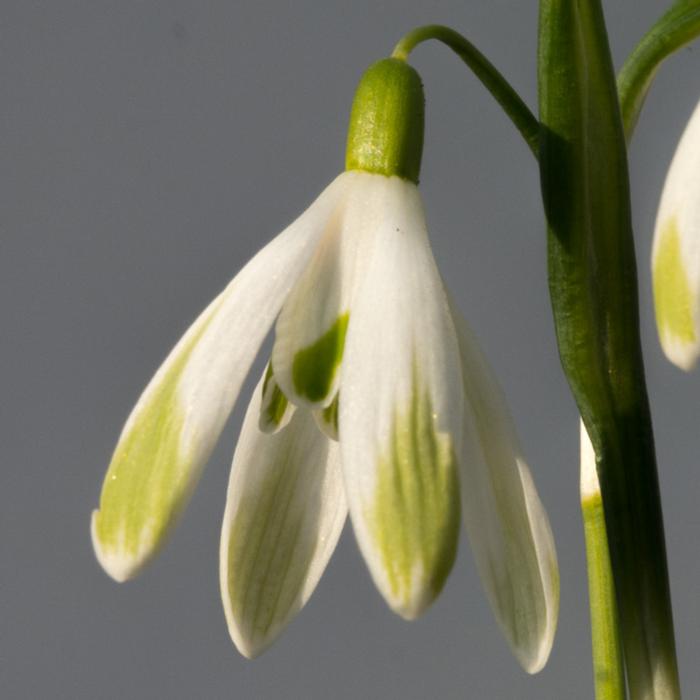 Galanthus nivalis 'Four Play' plant