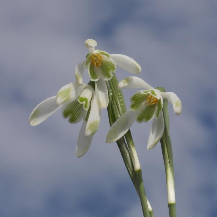 Galanthus nivalis 'Four Play' plant