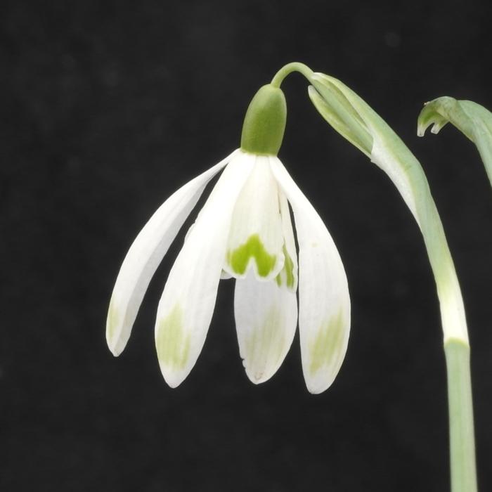 Galanthus nivalis 'Four Play' plant