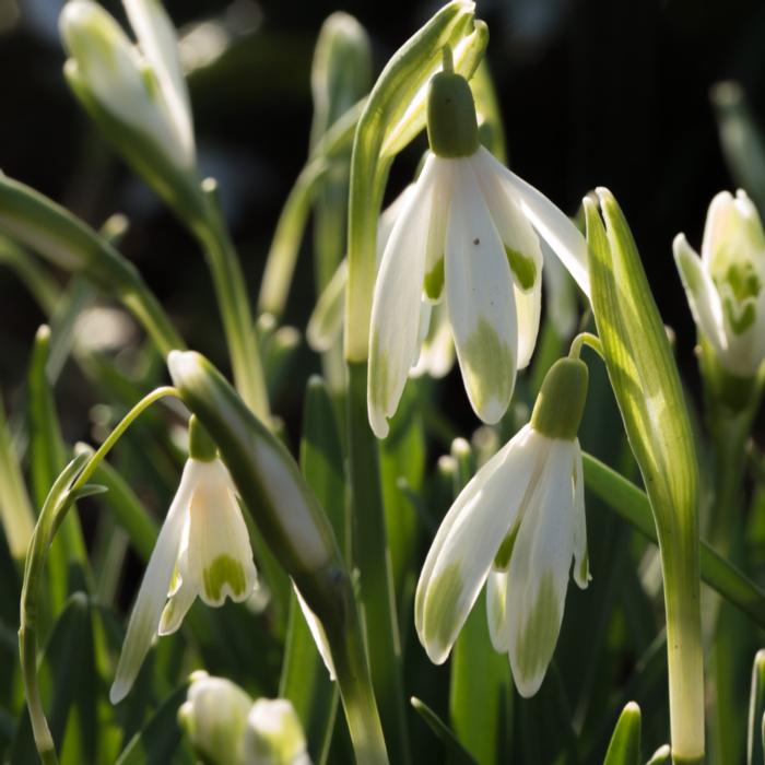 Galanthus nivalis 'Four Play' plant