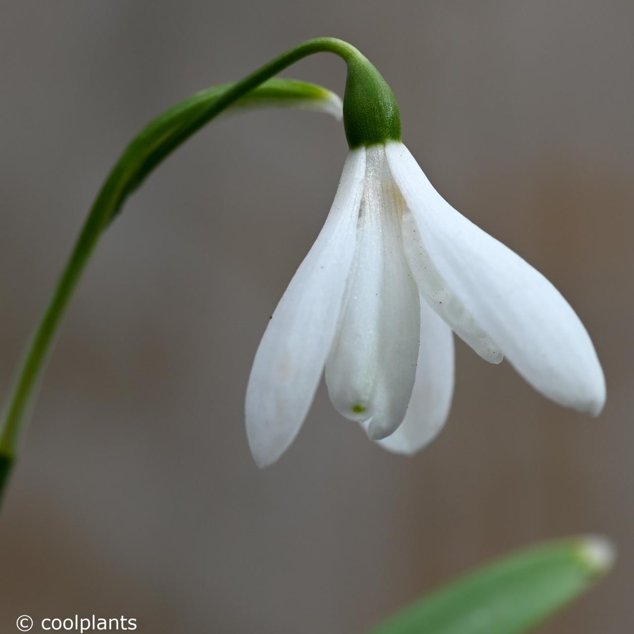 Galanthus nivalis 'Henry's White Lady' plant