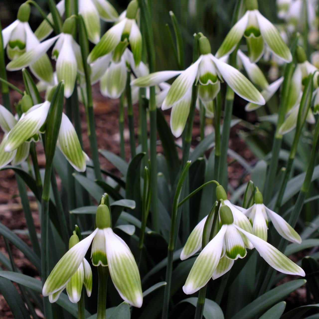 Galanthus nivalis 'Hugh Mackenzie' plant