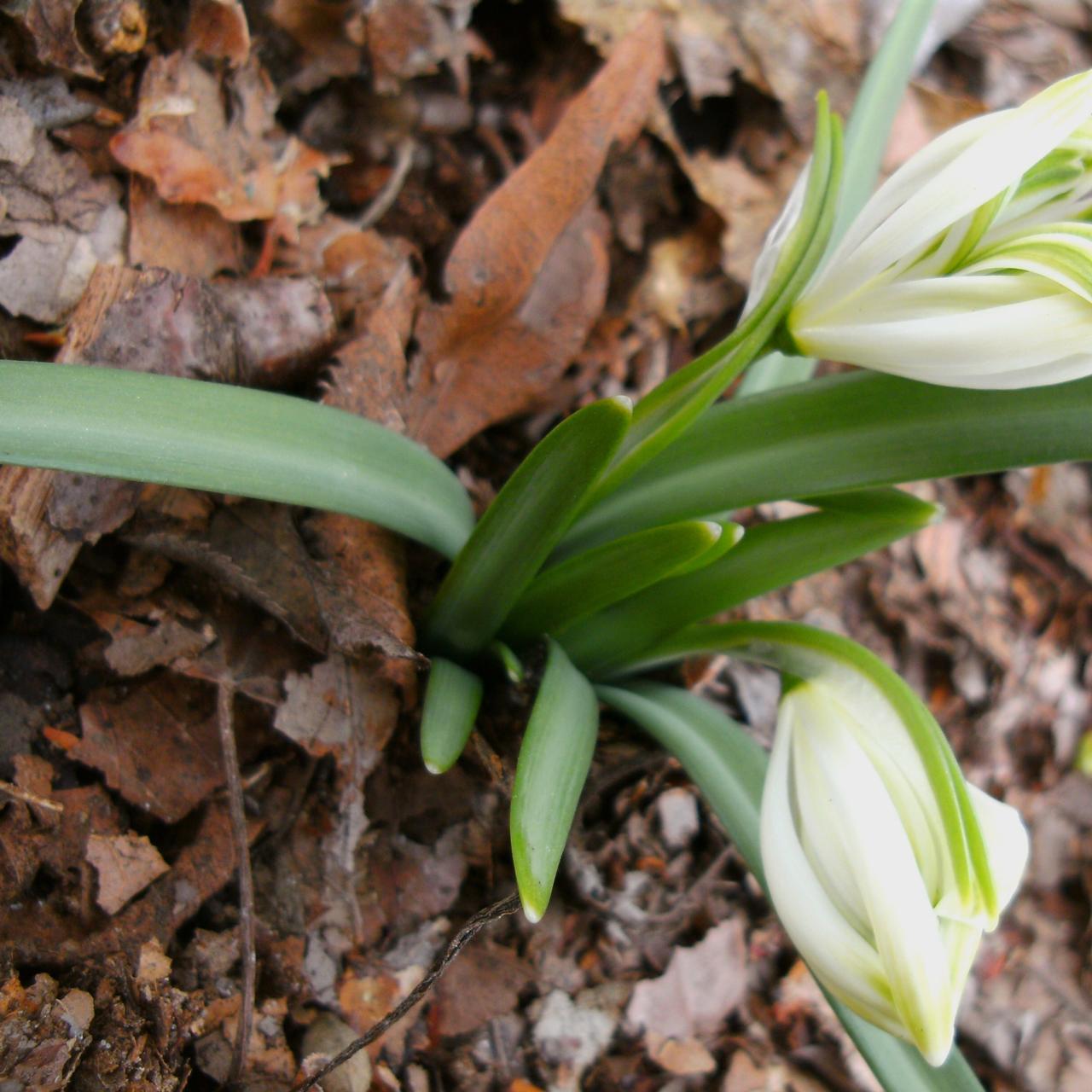 Galanthus nivalis 'Irish Green' plant