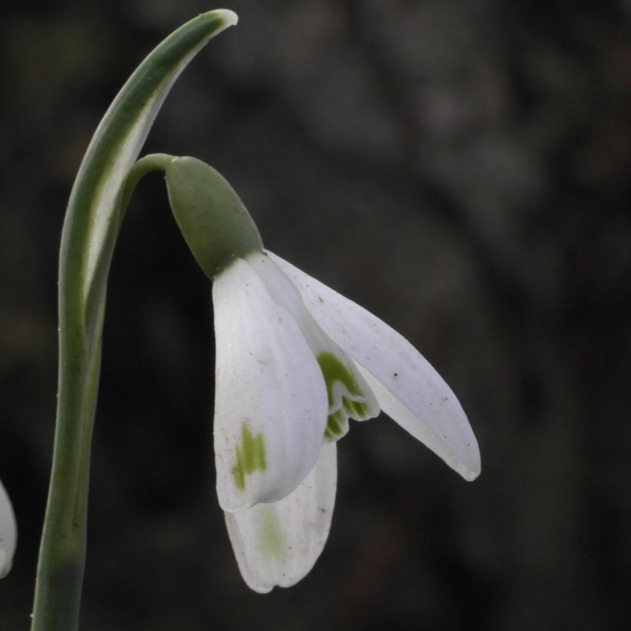 Galanthus nivalis 'Joshua Janssen' plant