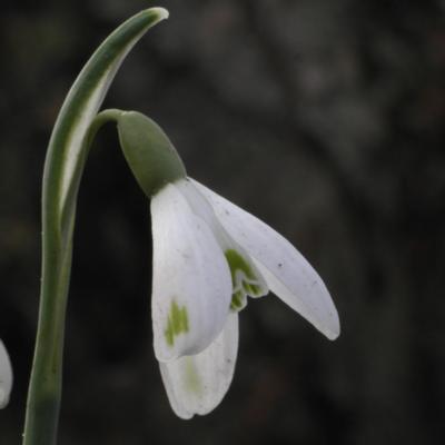 galanthus-nivalis-joshua-janssen_400.jpeg