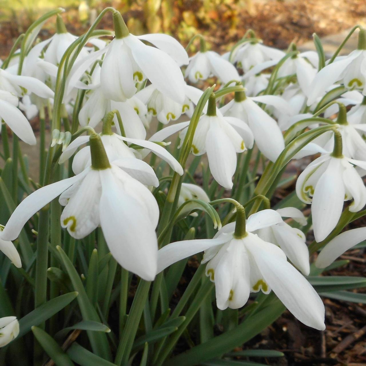 Galanthus nivalis KC-1BR3 plant