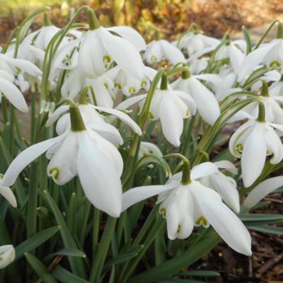 galanthus-nivalis-kc1br3_400.jpeg