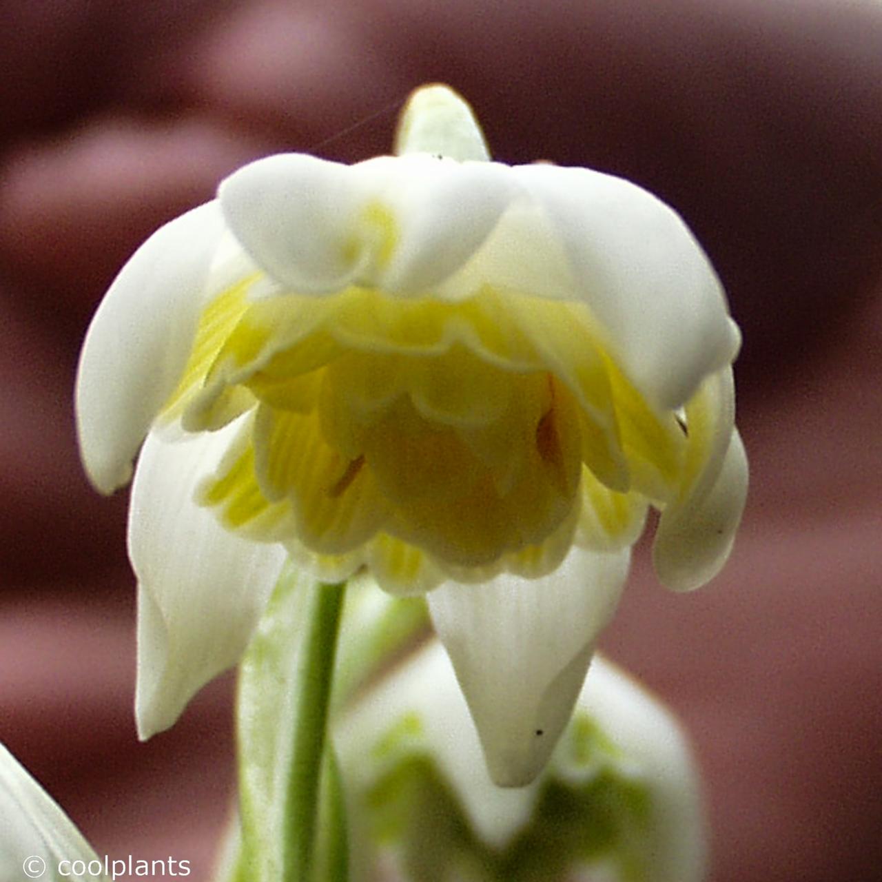 Galanthus nivalis 'Lady Elphinstone' plant