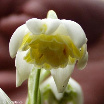 galanthus-nivalis-lady-elphinstone_400.jpeg