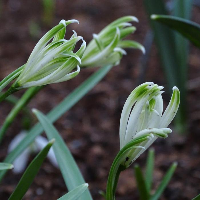 Galanthus nivalis 'Luke' plant