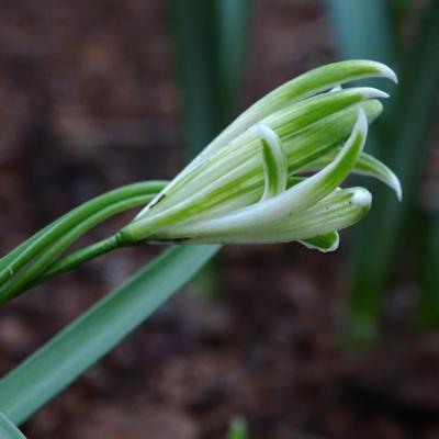 galanthus-nivalis-luke