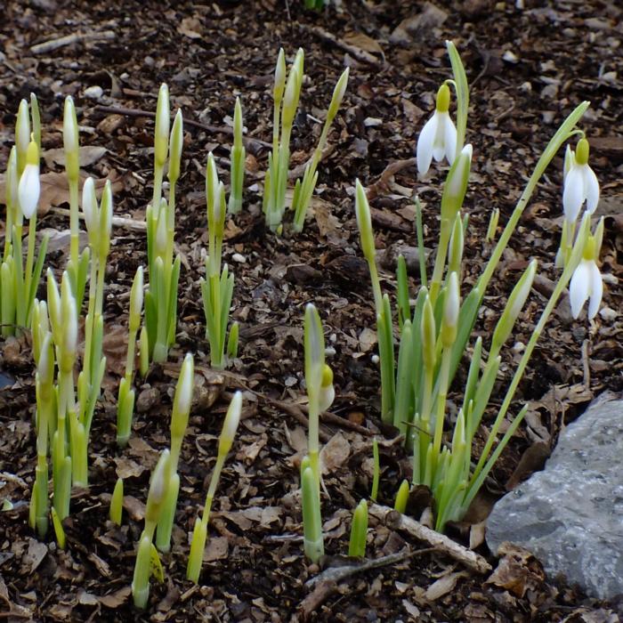 Galanthus nivalis 'Norfolk Blonde' plant