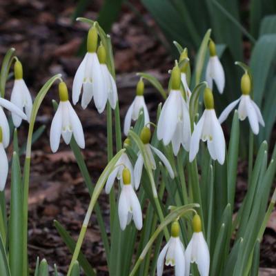 galanthus-nivalis-norfolk-blonde_400.jpeg