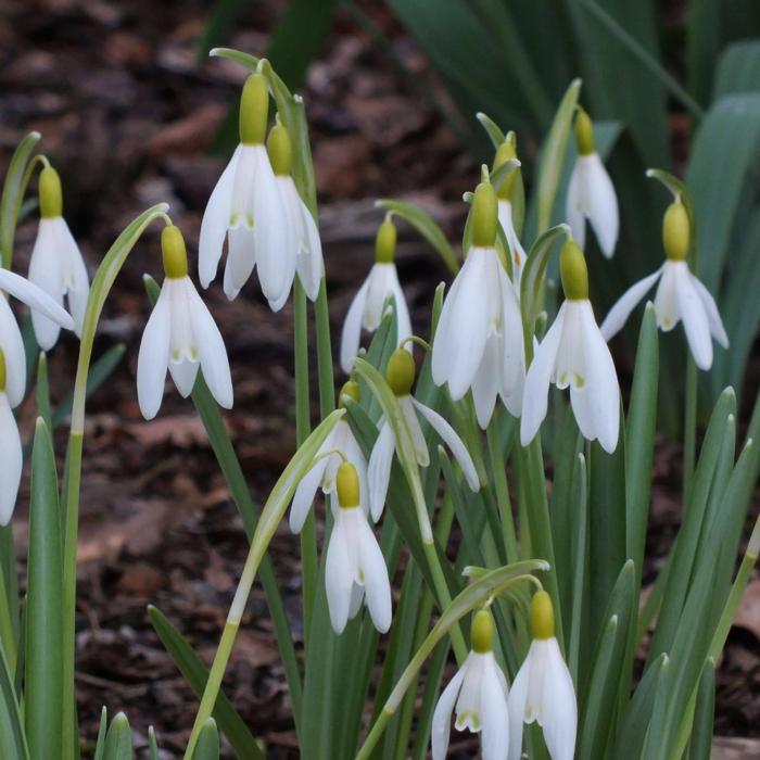 Galanthus nivalis 'Norfolk Blonde' plant