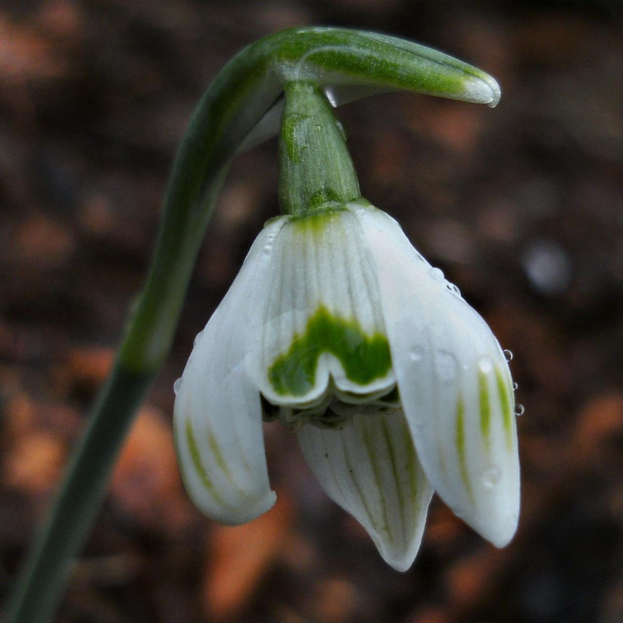 Galanthus nivalis 'Pom Pom' plant