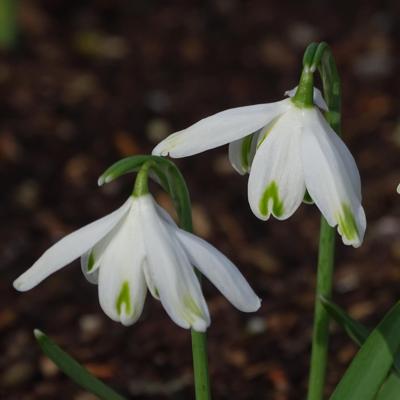 galanthus-nivalis-puck_400.jpeg