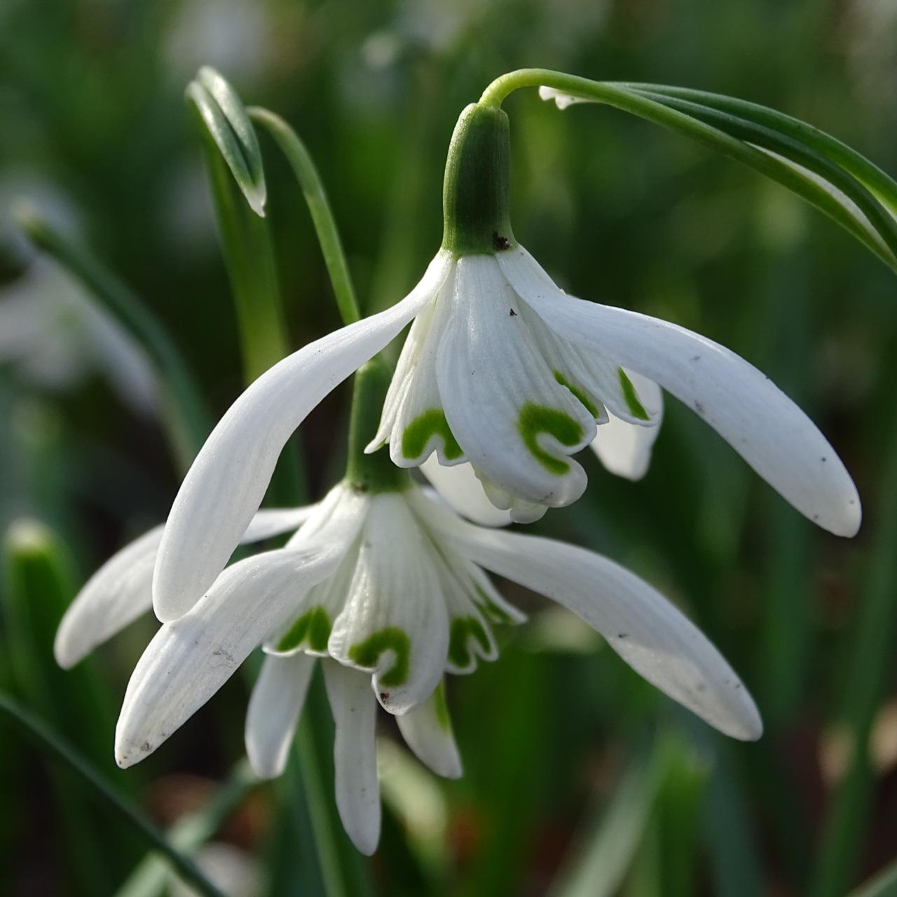 Galanthus nivalis 'Quad' plant