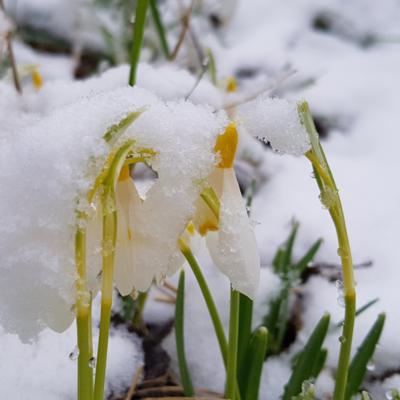 galanthus-nivalis-ray-cobb_400.jpeg