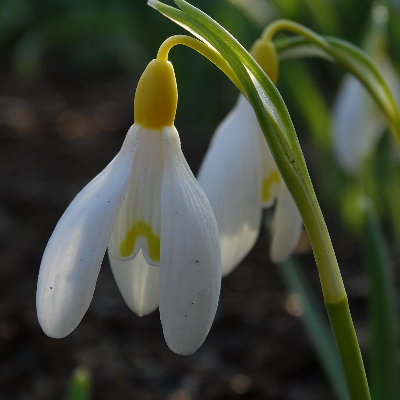 Galanthus nivalis Sandersii Group 'Göteborg' plant