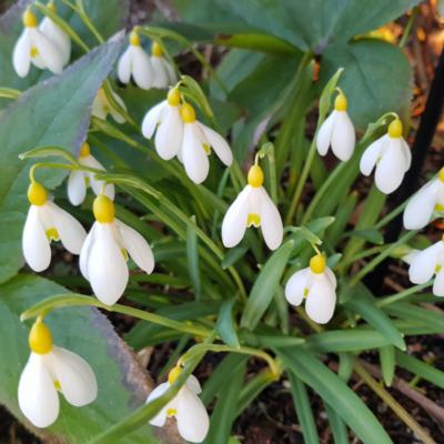 galanthus-nivalis-sandersii-group_1_400.jpeg