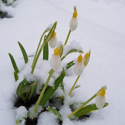 galanthus-nivalis-sandersii-group_400.jpeg
