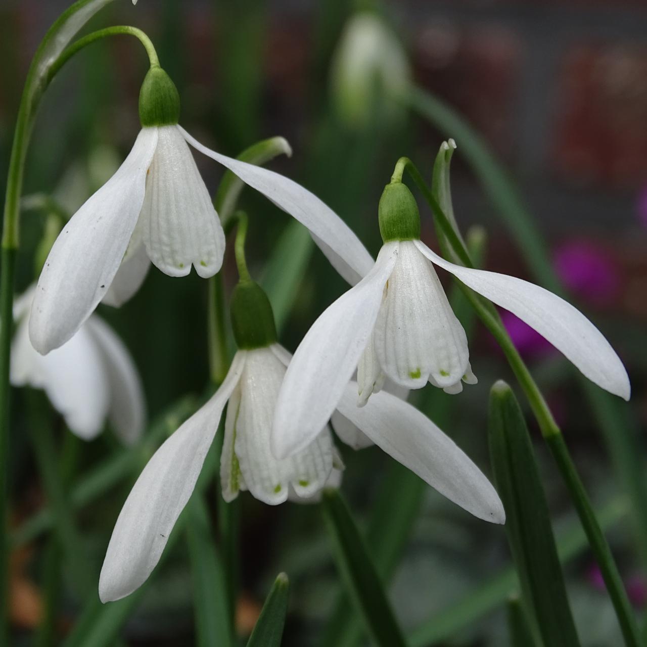 Galanthus nivalis 'Sibbertoft White' plant