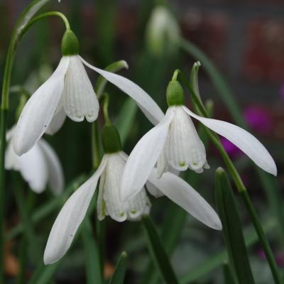 galanthus-nivalis-sibbertoft-white_400.jpeg