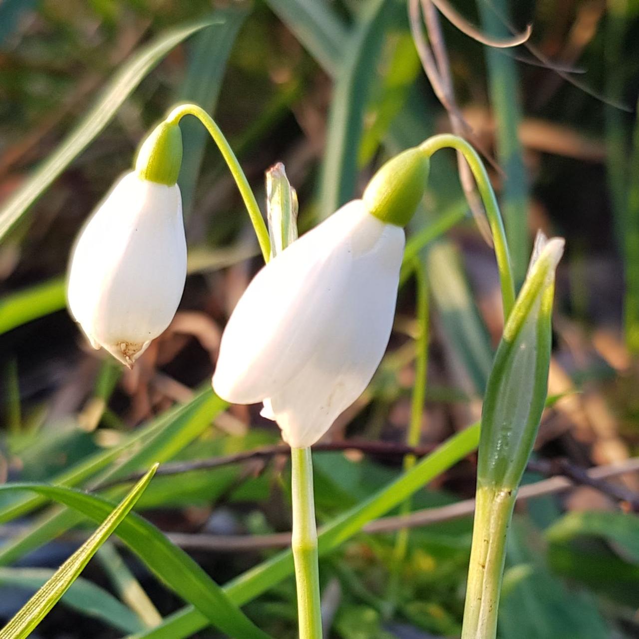 Galanthus nivalis 'The Bride' plant