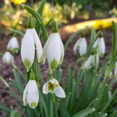 galanthus-nivalis-viridapicis