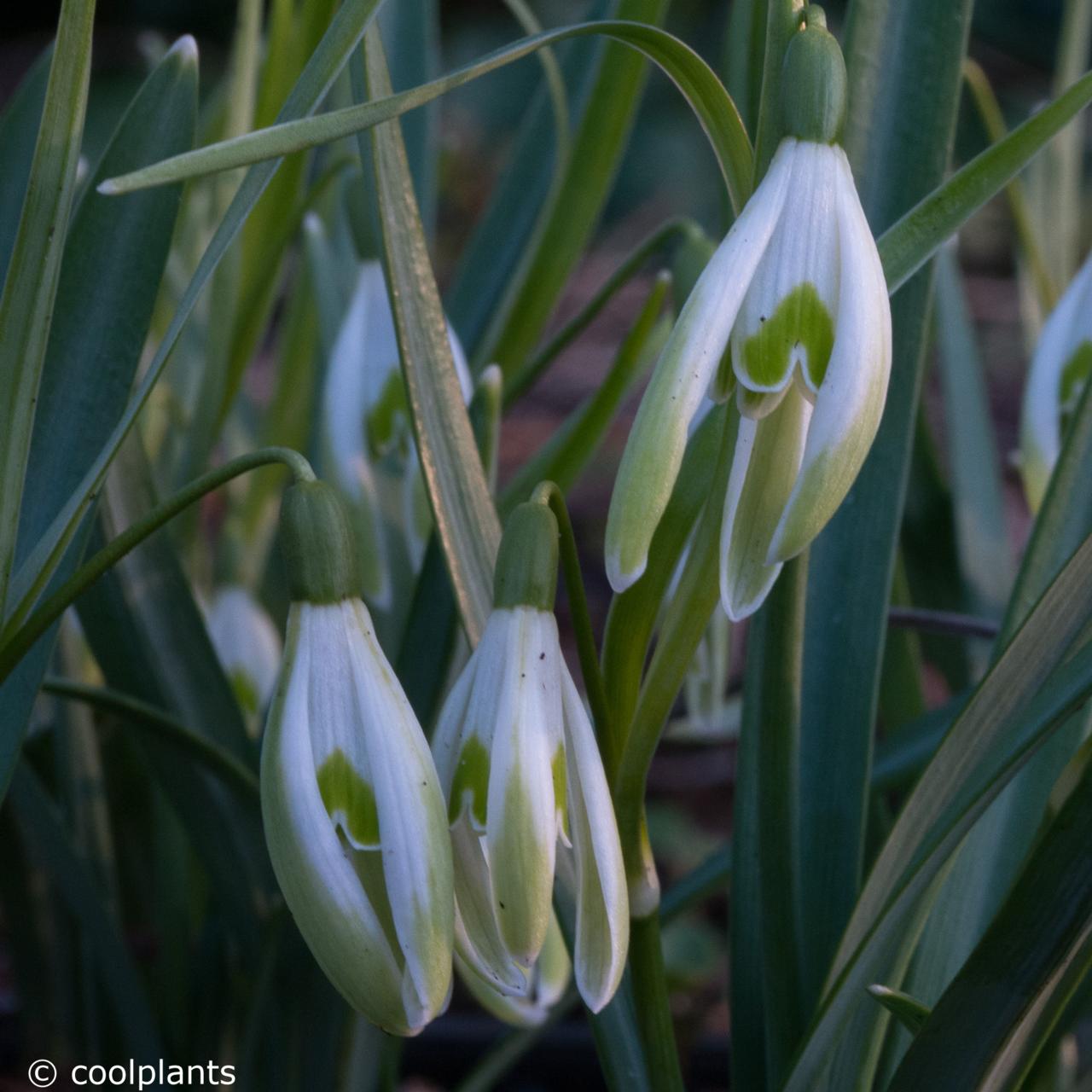 Galanthus nivalis 'Wilhelm Bauer' plant