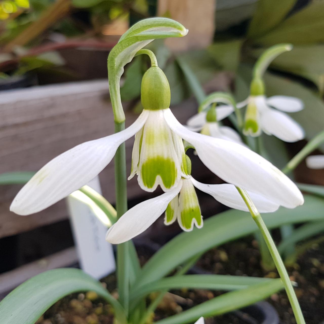 Galanthus nivalis 'Zlatko' plant