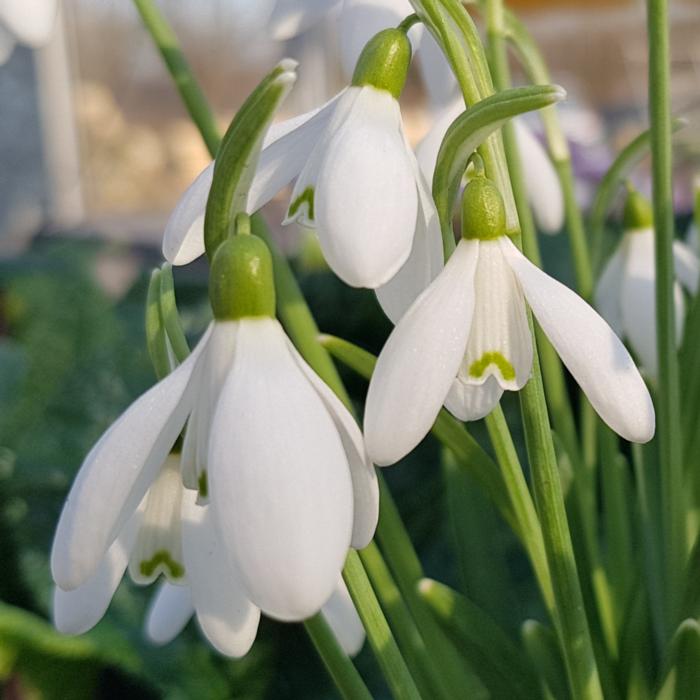 Galanthus nivalis plant