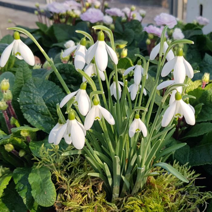 Galanthus nivalis plant