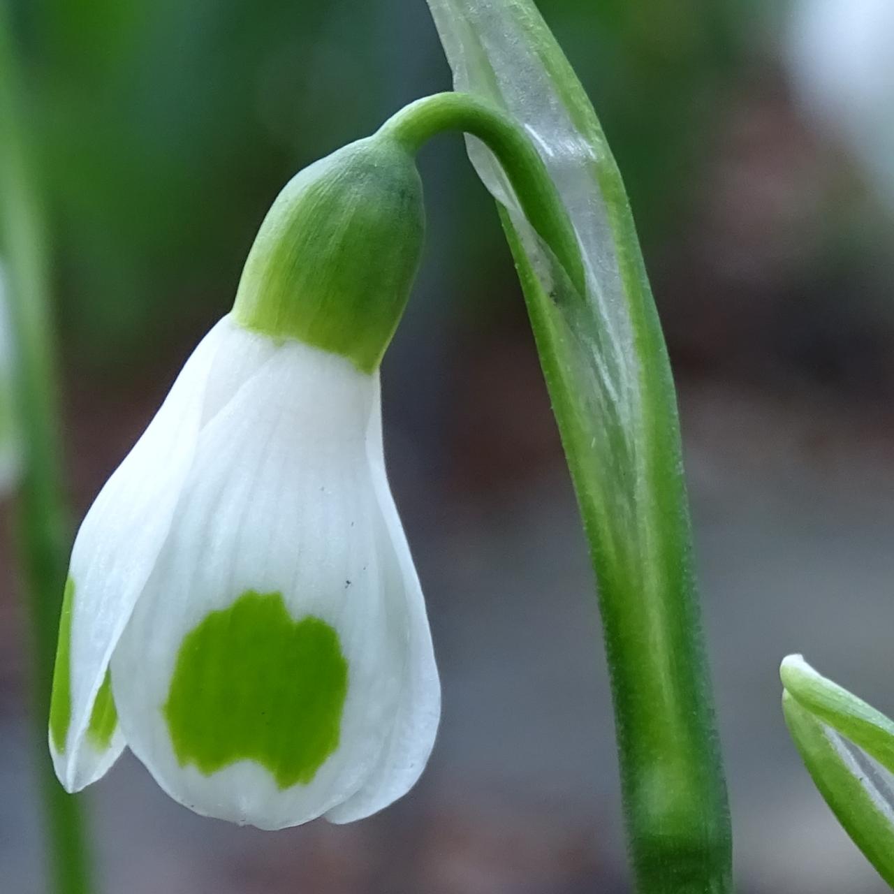 Galanthus 'North Hayes' plant