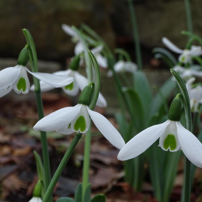 Galanthus 'Novemberstern' plant