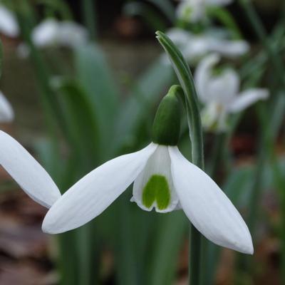 galanthus-novemberstern