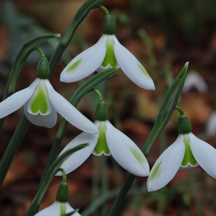 Galanthus 'Olga's Merlin' plant
