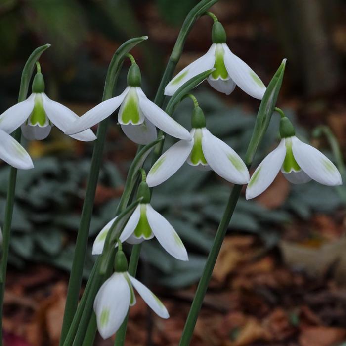Galanthus 'Olga's Merlin' plant