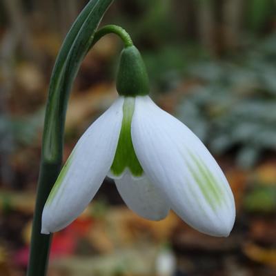 galanthus-olgas-merlin_400.jpeg