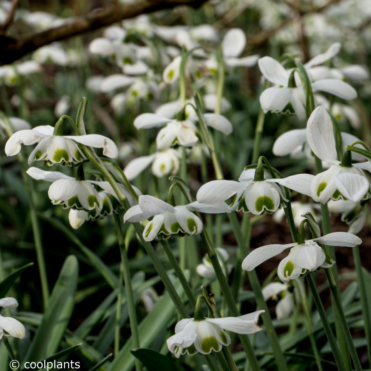 Galanthus 'Ophelia' plant