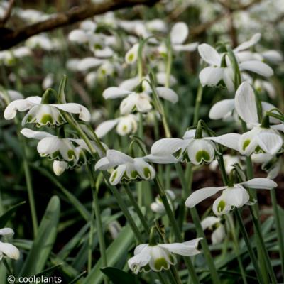 galanthus-ophelia