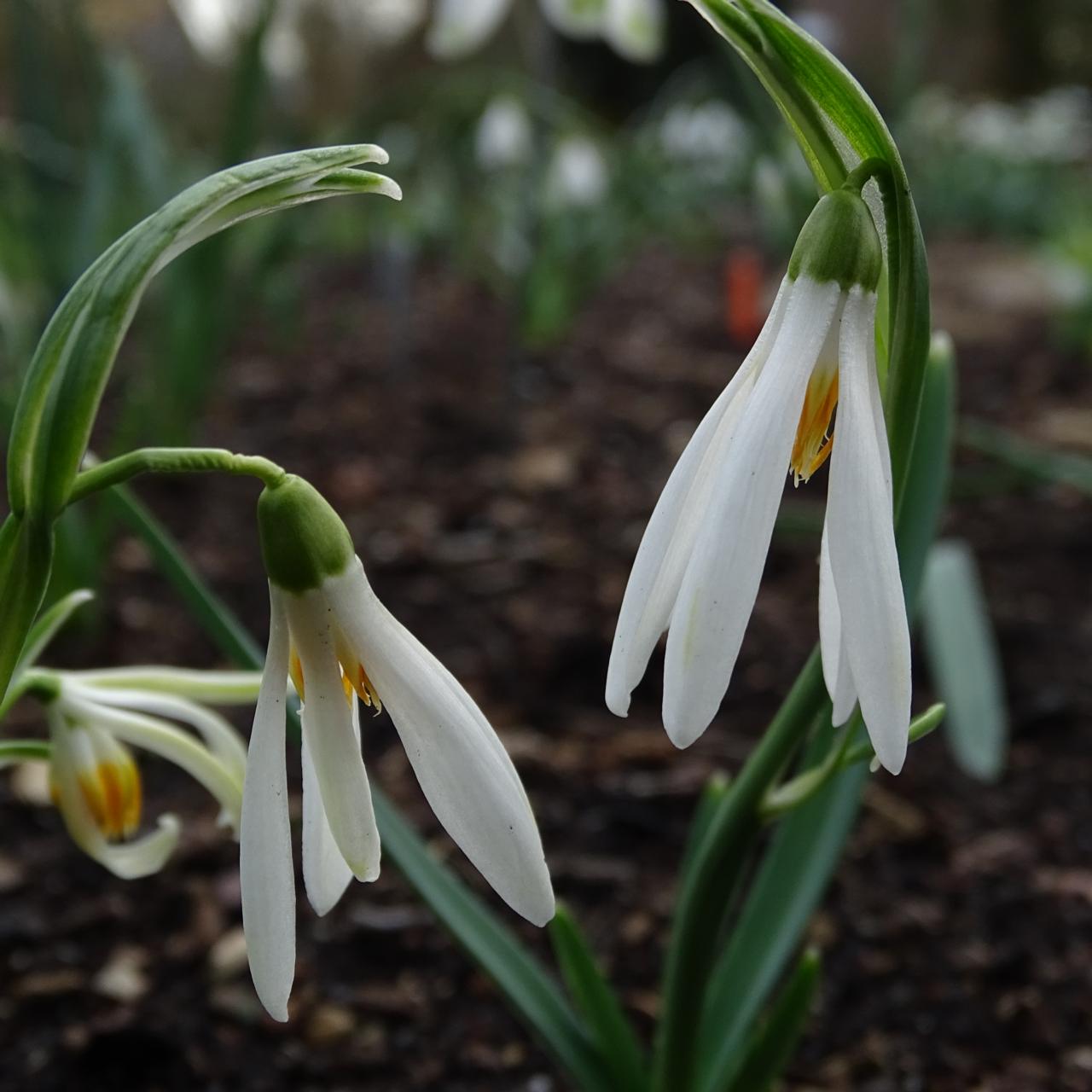 Galanthus 'Orange Star' plant