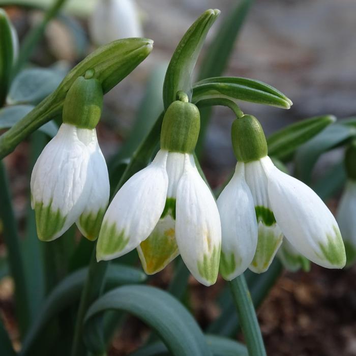 Galanthus 'Pausbacke' plant